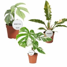 Besondere Zimmerpflanzen