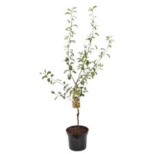 Obstbäume 60 cm stam
