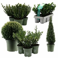 Japanische Stechpalme