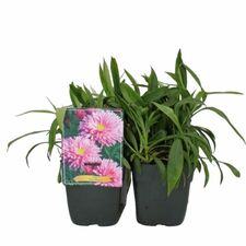 Vaste Planten P11